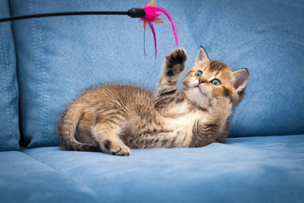 The Ultimate Guide to Choosing Cat Toys