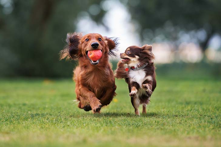 How Interactive Dog Toys Support Healthy Weight Management