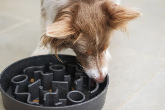 How Slow Feeder Toys Improve Your Dog’s Digestion and Health