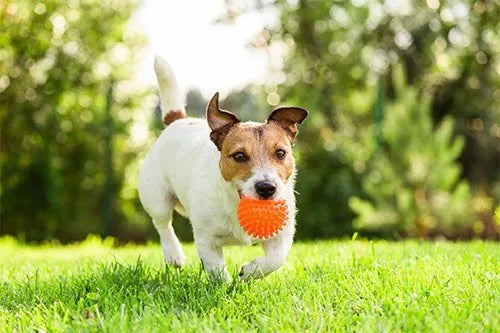 Top 5 Benefits of Interactive Dog Puzzle Toys