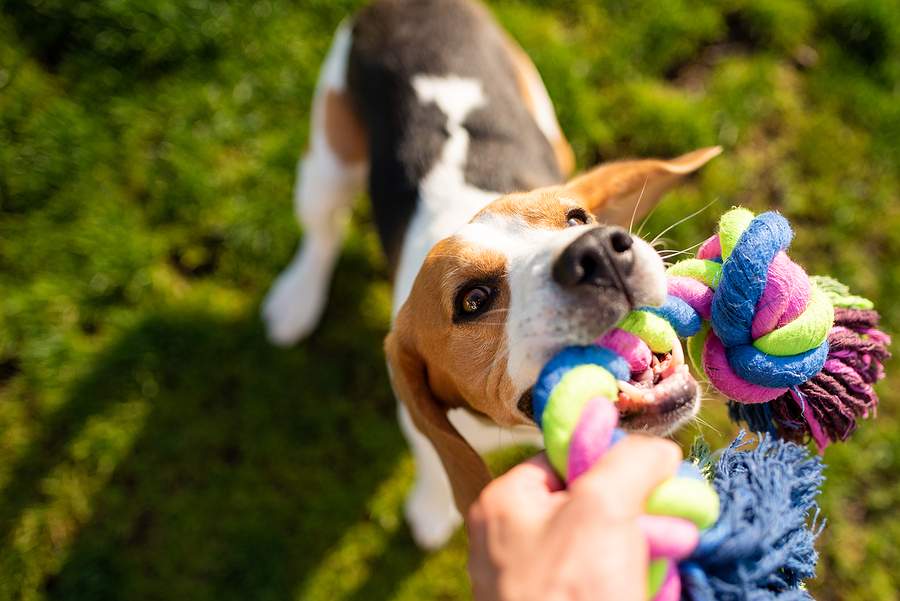 How Interactive Dog Toys Help Combat Separation Anxiety